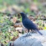 Blue Whistling Thrush at Manas National Park