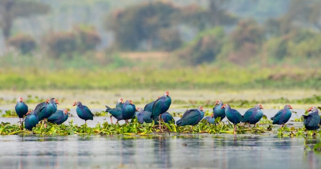 Kaapla Beel wetland in Barpeta Assam with waterbirds