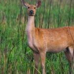 swamp deer at Manas National Park