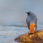 Redstart at Mathanguri