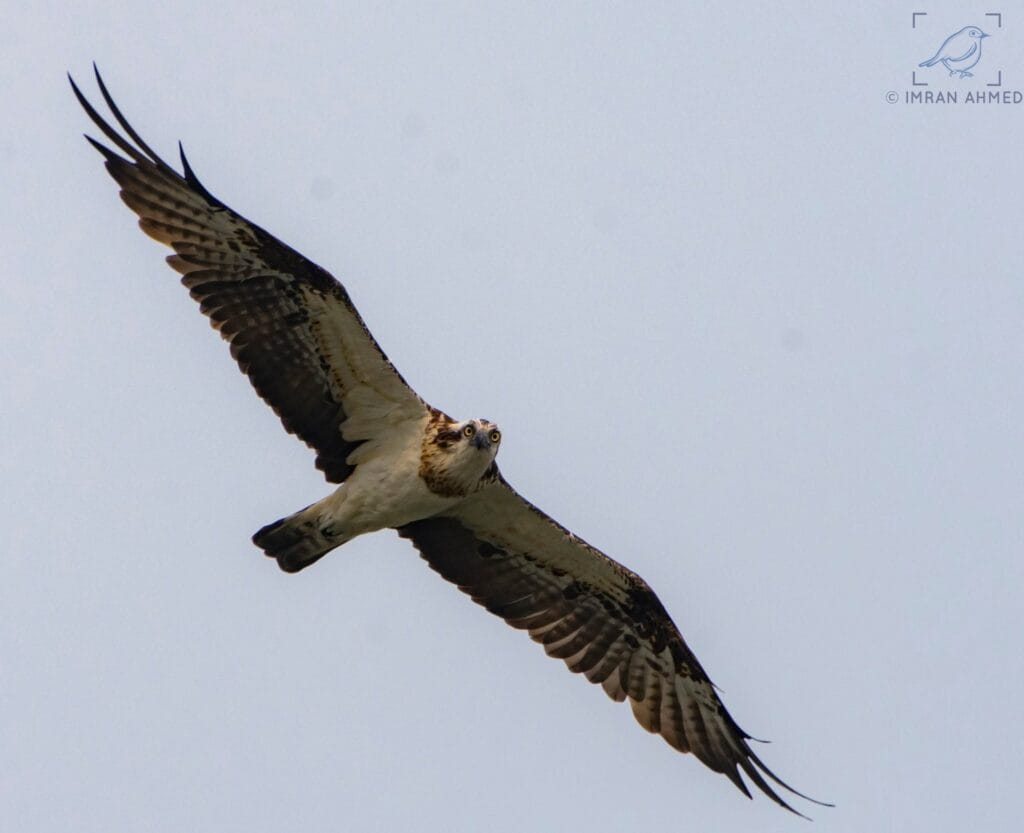 Osprey hunting over Kaapla Beel Assam
