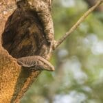 Monitor Lizard at Manas National Park