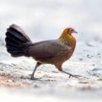 Junglefowl at Manas National Park