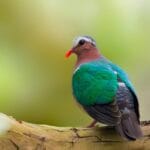 Common Emerald Dove at Manas National Park
