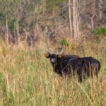 Indian Gaur at Manas National Park