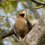 Crested serpant eagle with catch at Manas National Park