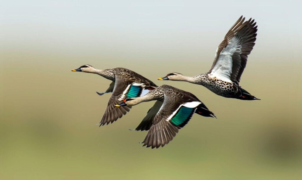 Winter ducks recorded at Kaapla Beel Assam including Ruddy Shelduck and Ferruginous Pochard 5