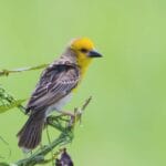 Finch Weaver at Bhuyapara Range