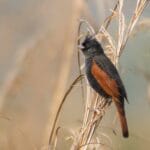 Crested Bunting at Manas National Park