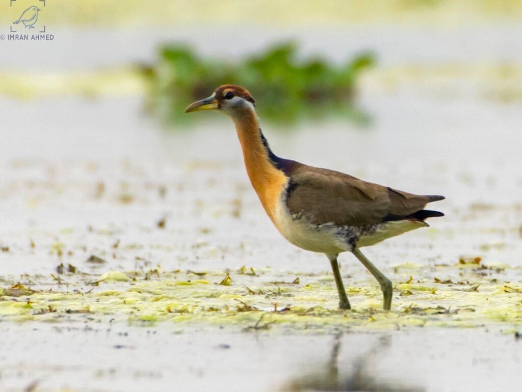 Bronzed-Winged Jacana walking on aquatic vegetation at Kaapla Beel