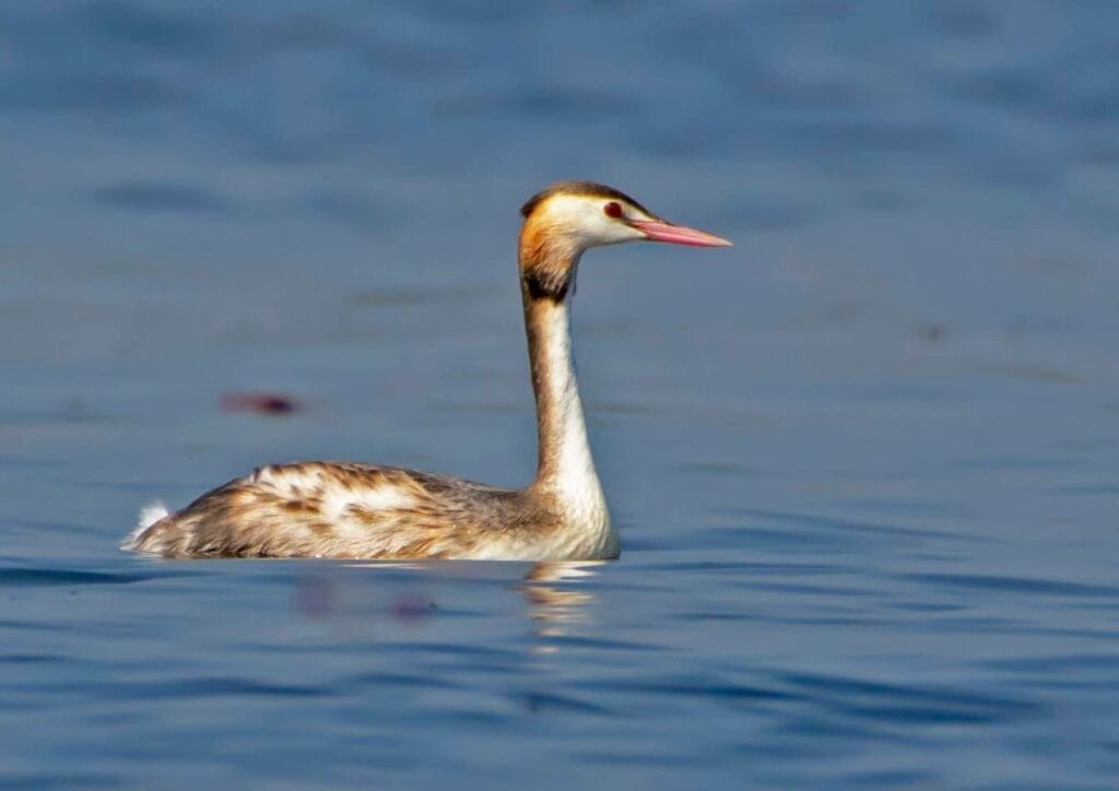 Winter ducks recorded at Kaapla Beel Assam including Ruddy Shelduck and Ferruginous Pochard 4