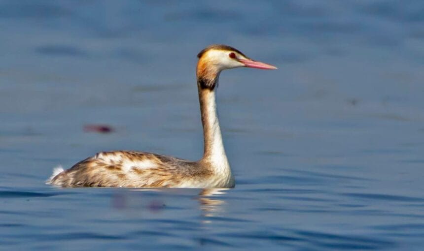 Kaapla Beel and Barkana Beel, Assam: A Hidden Wetland Paradise for Birding & Photography