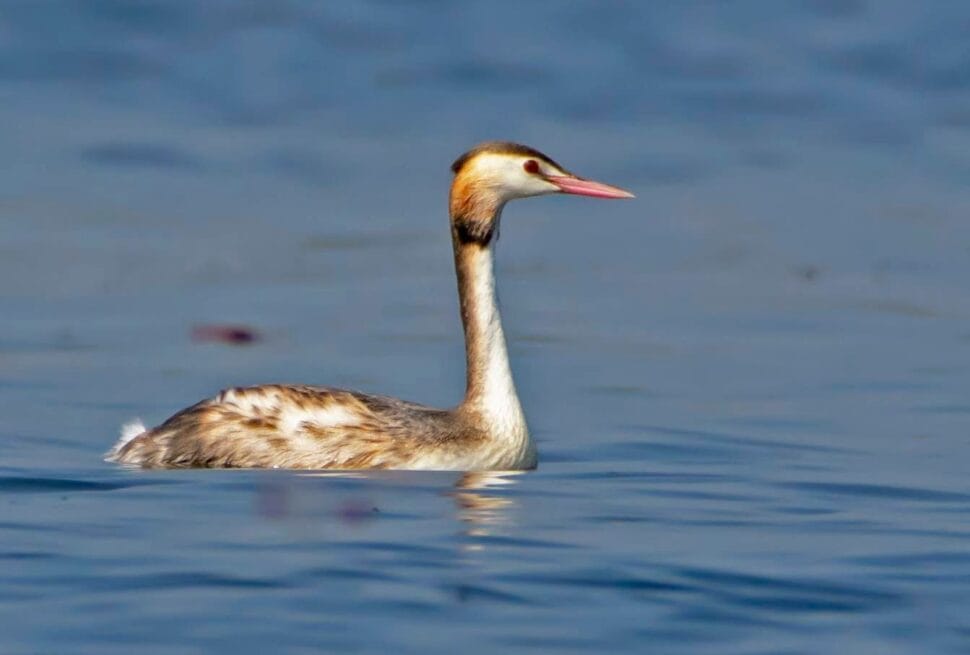 Alt text: Kaapla Beel wetland in Barpeta Assam with waterbirds