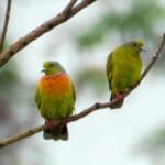 Orange Breasted Green Pigeon at Manas National Park