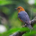 Orange Headed Thrush at Manas National Park