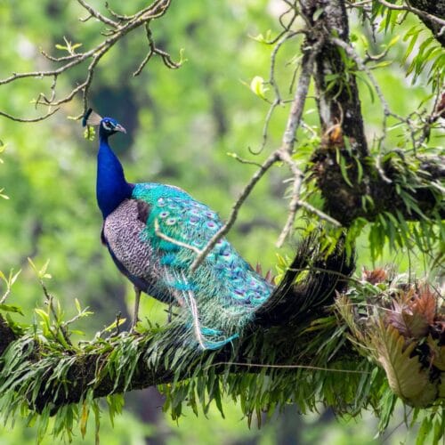 Assam Wildlife Tour Package (7 Days / 6 Nights)