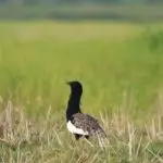 Bengal Florican at Manas National Park