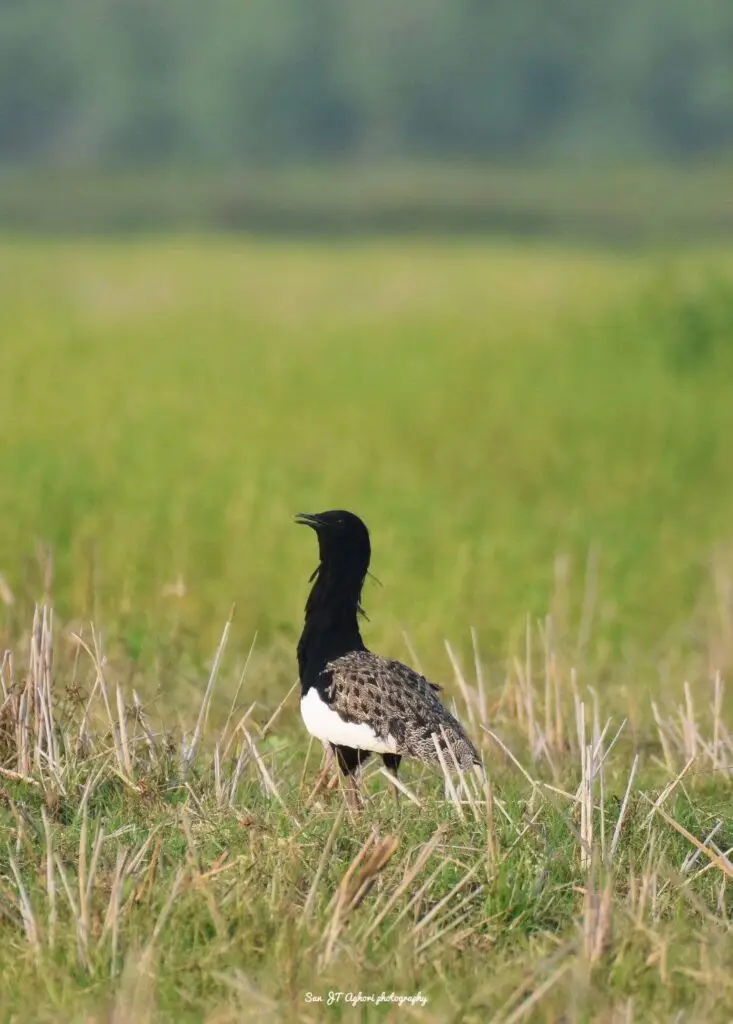 Bengal Florican at Manas National Park