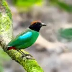 Hooded Pitta at Manas National Park