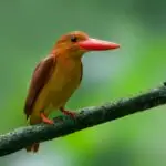 Ruddy Kingfisher at Manas National Park