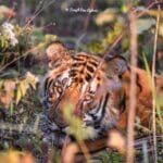 Royal Bengal Tiger at Manas National Park