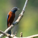 Chestnut-bellied Rock Thrush at Manas National Park