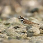 Little Ringed Plover at Manas National Park