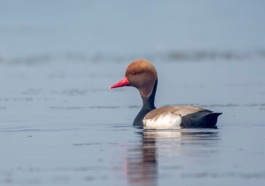 Winter ducks recorded at Kaapla Beel Assam including Ruddy Shelduck and Ferruginous Pochard 6