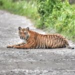 Royal Bengal Tiger at Manas National Park