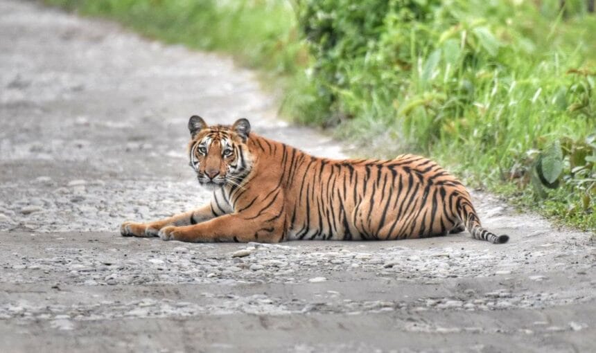 Royal Bengal Tiger at Manas National Park