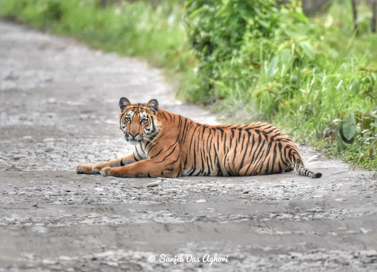 Tiger at Manas National Park Assam wildlife guide