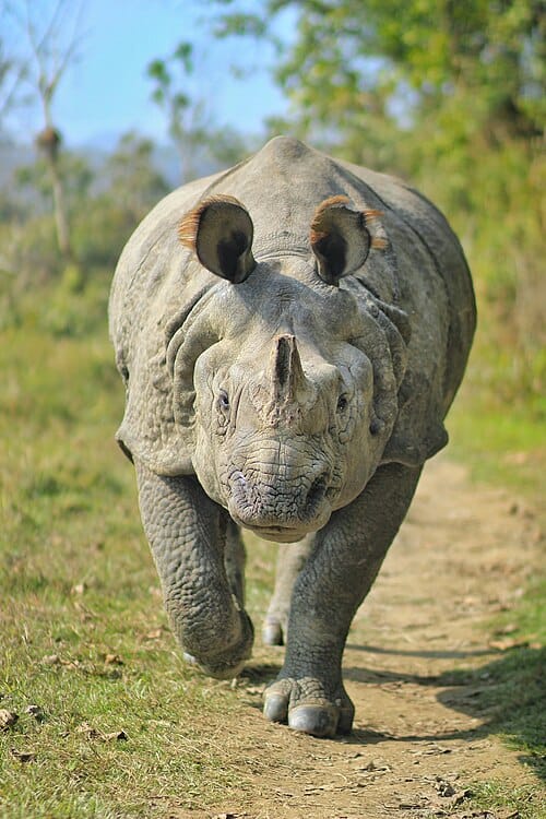One-horned_Rhinoceros_at_Chitwan_National_Park