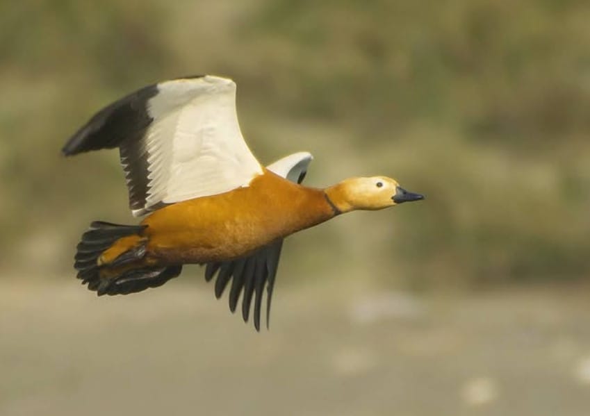 Winter ducks recorded at Kaapla Beel Assam including Ruddy Shelduck and Ferruginous Pochard 3