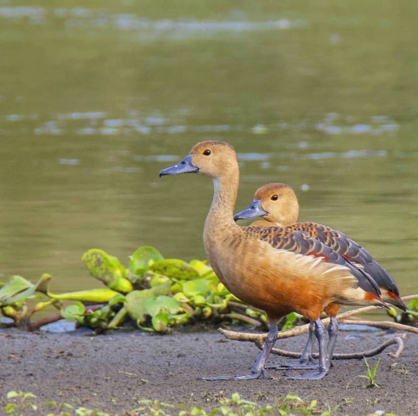 Winter ducks recorded at Kaapla Beel Assam including Ruddy Shelduck and Ferruginous Pochard 1