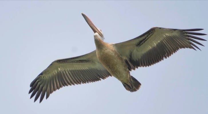 Lesser Adjutant and wetland birds at Kaapla Beel Assam